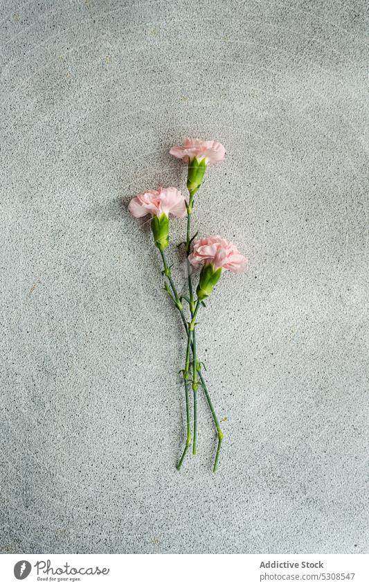 Rosa Nelkenblüten Blume Gänseblümchen Hintergrund Blütezeit binden Blumenstrauß Beton Delikatesse geblümt frisch Geschenk grau Licht Minimalismus minimalistisch