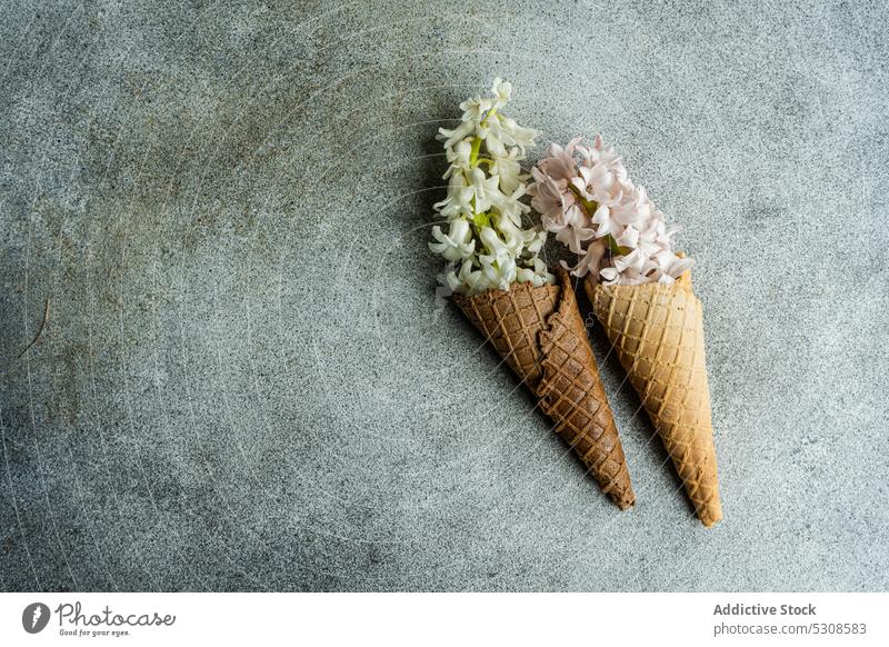 Kegelwaffel voller Hyazinthen Blume Hintergrund Schönheit Blütenknospen buld Postkarte Konzept Beton Zapfen festlich Flora geblümt Lebensmittel Feiertag