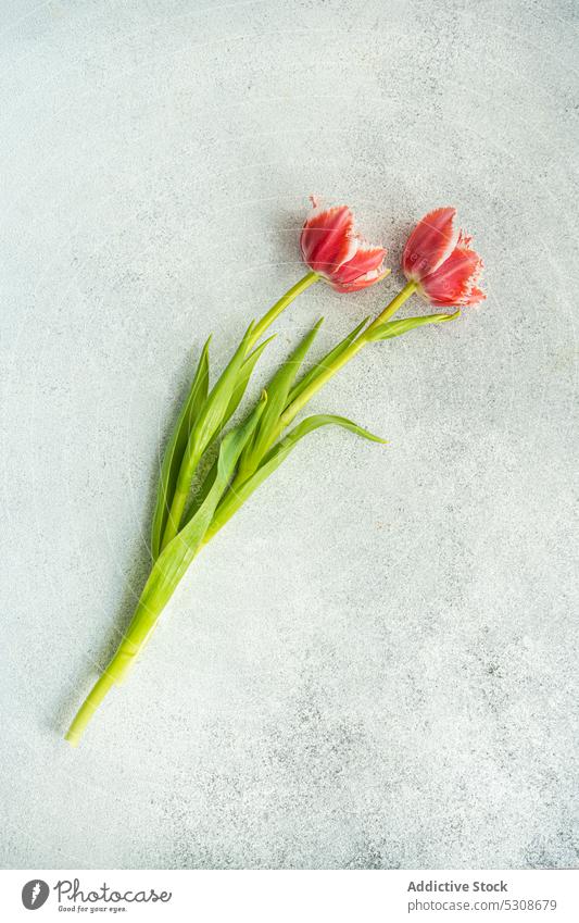 Blühende Tulpenblüte mit grünen Blättern auf dem Tisch Blume Blütezeit Vorbau abschließen Beton festlich flache Verlegung Flora geblümt Aroma frisch aromatisch