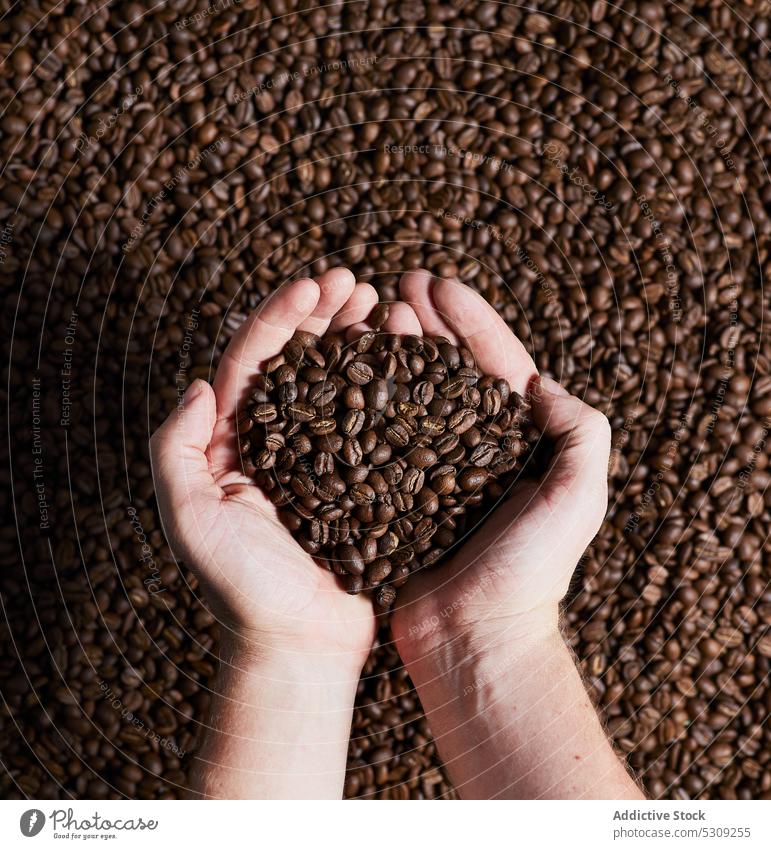 Erntehelfer mit einem Haufen Kaffeebohnen in der Hand Person Bohne Braten Handvoll Samen natürlich aromatisch Korn Aroma Koffein organisch braun riechen Produkt
