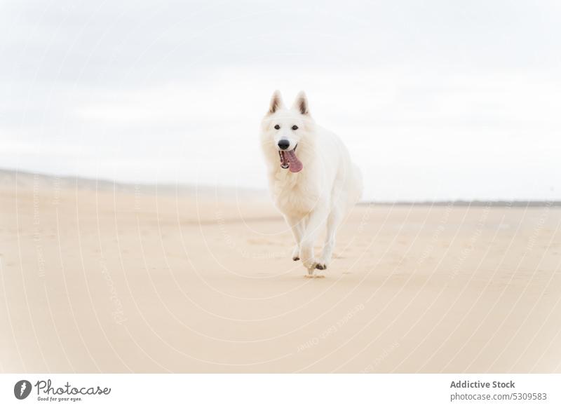 Niedlicher weißer flauschiger Schäferhund läuft am Sandstrand Hund laufen Strand ausspannen Haustier Tier Sommer genießen Eckzahn vieux boucau les bains