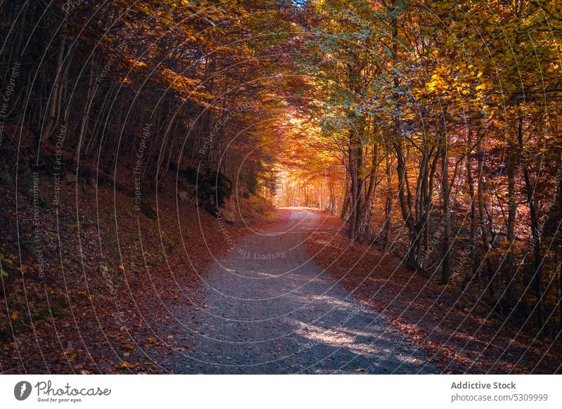 Herbstwald mit hellem Laub und Weg Wald Natur Baum Wälder malerisch Landschaft Umwelt fallen Odese Nationalpark vegetieren Saison farbenfroh eng Laubwerk