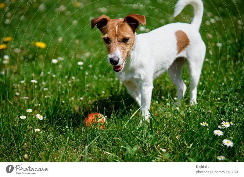 Aktiver Hund, der mit einem Spielzeugball auf grünem Gras spielt. Haustier spazieren im Park Hundeausführen Ball Training Tier im Freien aktiv niedlich Feld