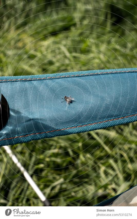 Fliege sitzt auf der Lehne eines Campingstuhls mit einer Wiese im Hintergrund Insekten Natur Brummer Fluginsekt Sommer Flügel Umwelt Im Freien draußen