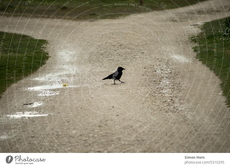 Rabe überquert Schotterweg Krähe Kreuzung Weggabelung Vorbote Symbol klug schwarz Vogel Rabenvögel Tod Unheil Pest Mythos symbolträchtig Schnabel fliegen