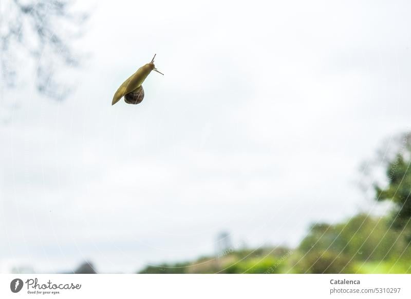 Eine Schnecke die hoch hinauf möchte Fauna Tier Schneckenhaus Fühler langsam schleimig Schleim Weinbergschnecken Weichtier Geschwindigkeit kriechen