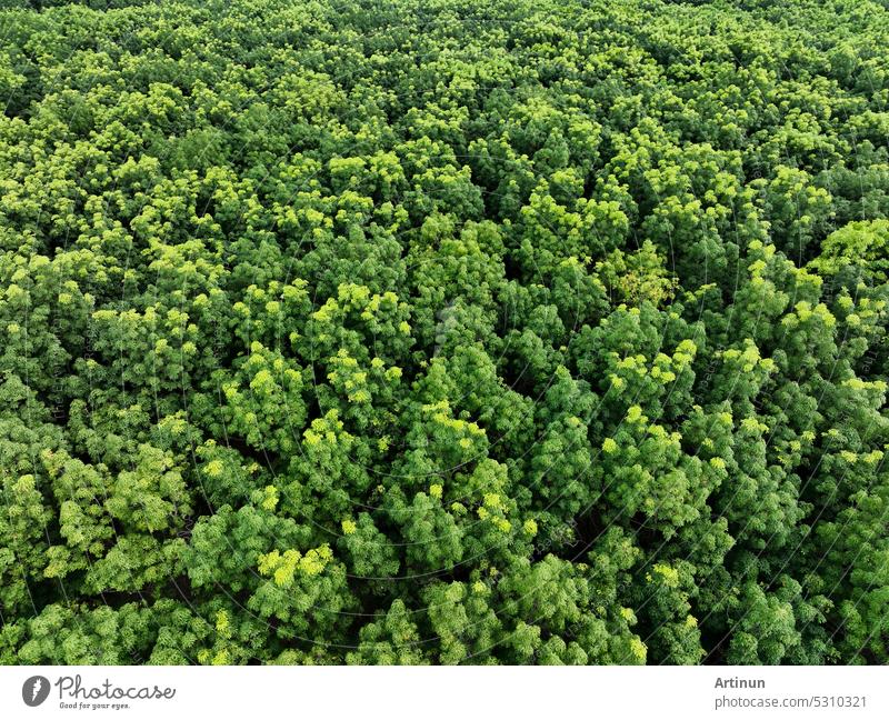 Luftaufnahme eines Kautschukwaldes von oben. Drone Blick auf dichte grüne Gummibäume Garten Abscheidung von CO2. Grüne Bäume Hintergrund für Kohlenstoffneutralität und Netto-Null-Emissionen Konzept. Nachhaltige grüne Umwelt.