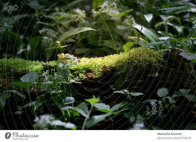 Moos im Sonnenlicht grün Wald Außenaufnahme Farbfoto Nahaufnahme Umwelt Detailaufnahme Tag Natur Menschenleer Licht natürlich