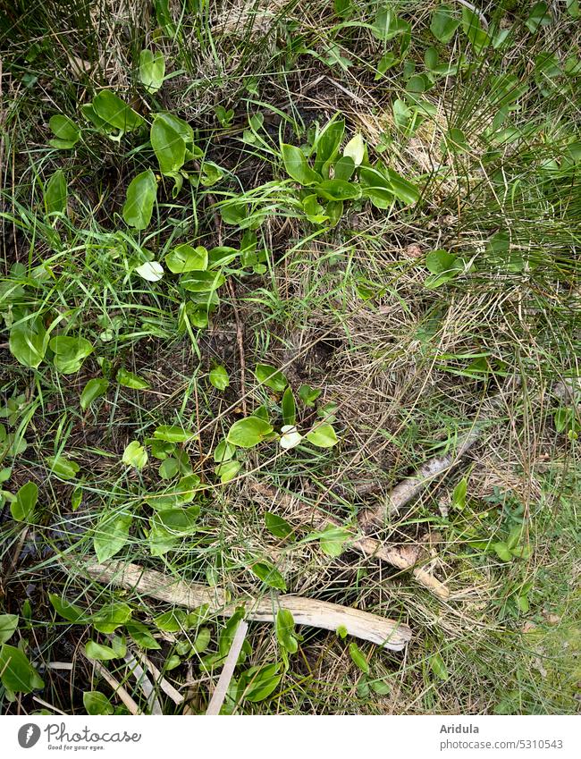 Sumpfcalla blüht in grüner Moorlandschaft Drachenwurz Schlangenwurz Calla Calla palustris Natur Blume Pflanze Blüte weiß schön Frühling Naturschutzgebiet