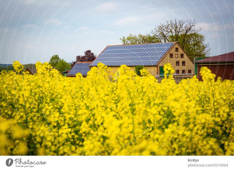Bauernhof mit Photovoltaikanlage hinter einem blühenden Rapsfeld Erneuerbare Energie Solarenergie Energiewirtschaft Klimaschutz regenerativ Solarförderung
