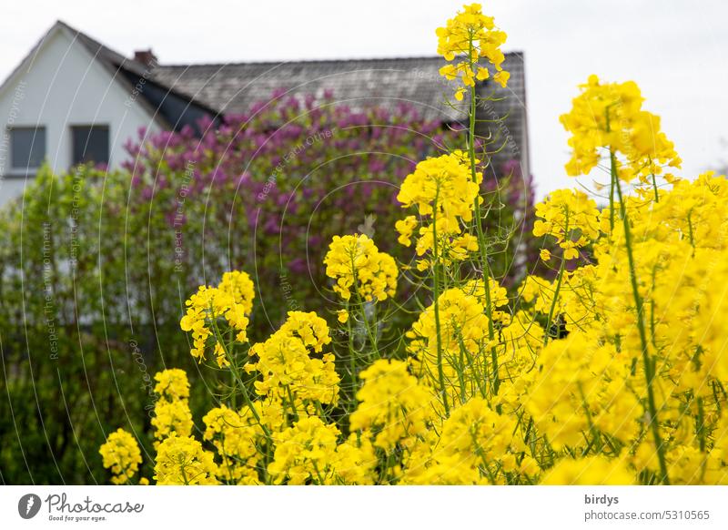 Haus mit Flieder am blühenden Rapsfeld Blüten Rapsblüten lila Flieder ländliche Szene Duft Fliederbusch Mai gelb Wohnhaus Frühling Fliederblüte