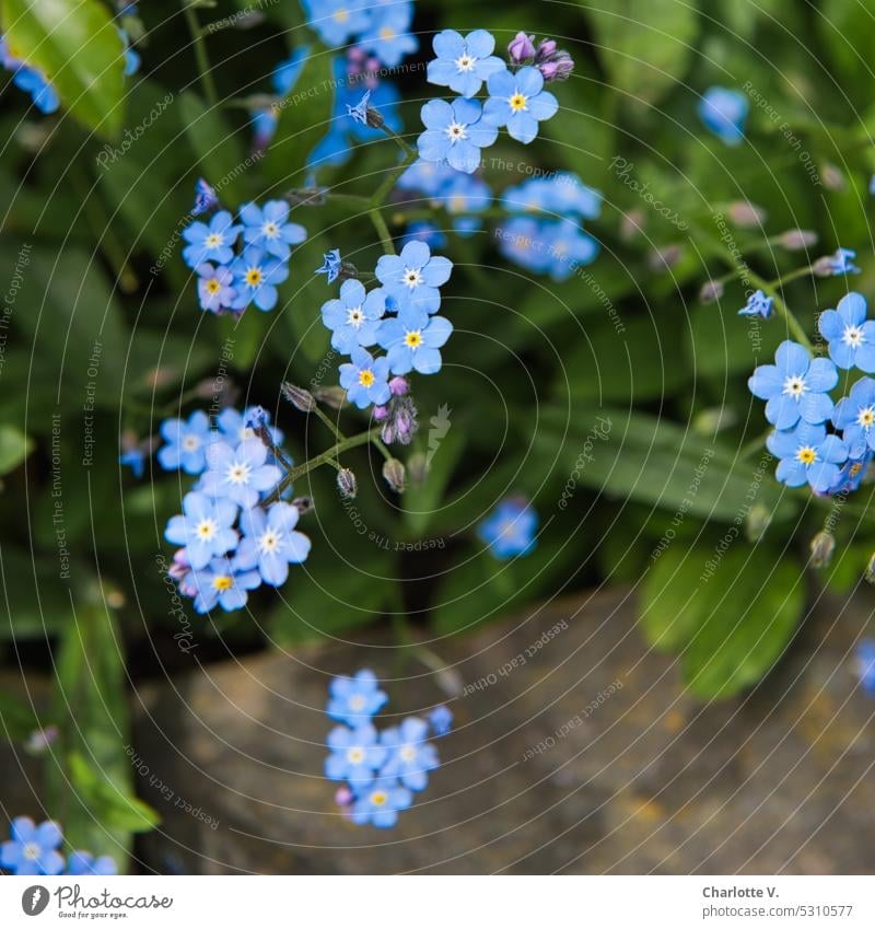 Mainfux | Vergissmeinnicht Karlstein! Volume 2 Blume Blümchen blau Vergißmeinnicht Blüte zart Blühend natürlich klein Frühling Natur Pflanze Außenaufnahme