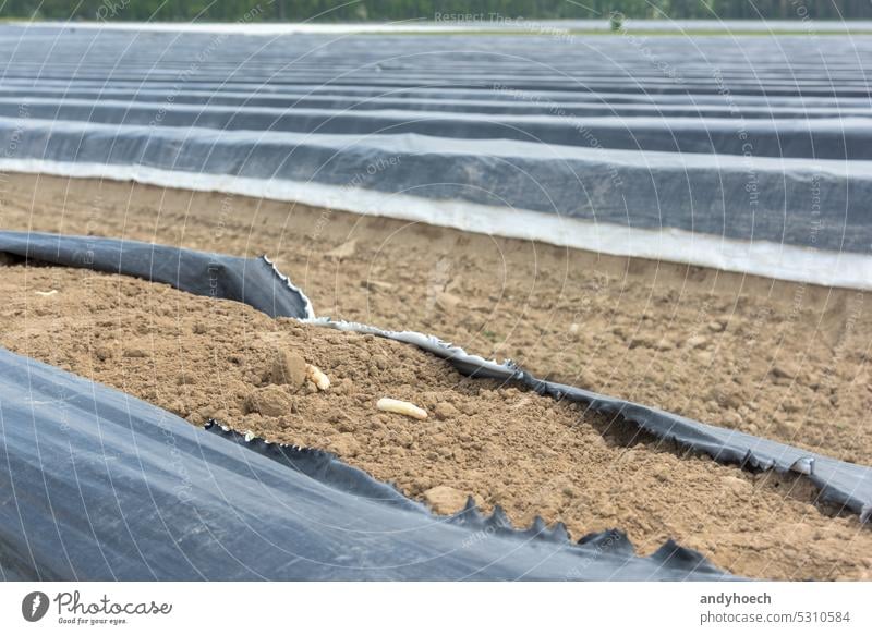 Weißer Spargel zwischen zerrissenen schwarzen Planen auf einem Spargelfeld landwirtschaftlich Ackerbau biologisch Ernte Küche kultiviert Bodenbearbeitung lecker