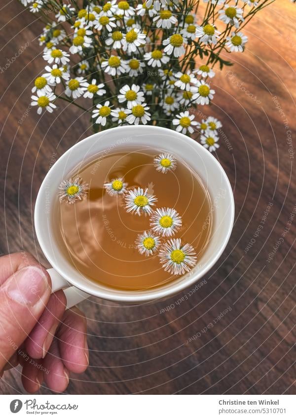 Teepause mit Gänseblümchen Tasse Vorfreude Heißgetränk Getränk genießen lecker Blütenköpfe Blumen Tisch Blumendeko festhalten Lebensmittel natürlich