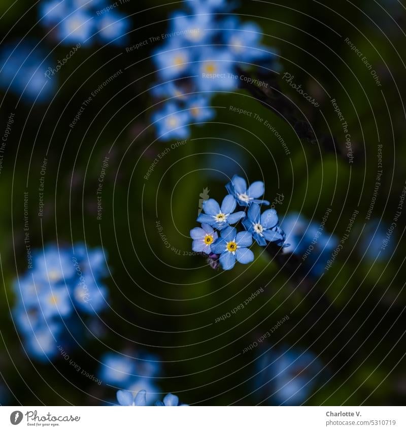 Mainfux | Vergissmeinnicht Karlstein! Blume Blümchen blau Vergißmeinnicht Blüte zart Blühend natürlich klein Frühling Natur Pflanze Außenaufnahme Romantik