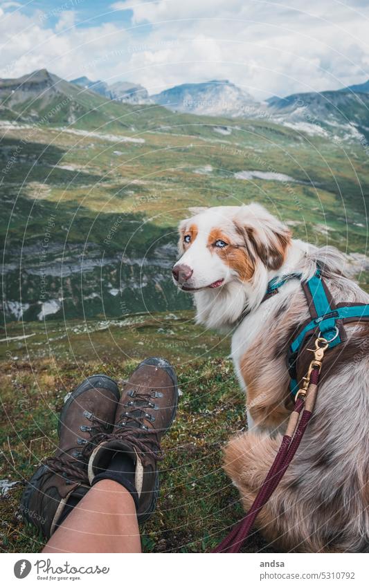 Australian Shepherd in den Alpen beim wandern Pause Hund Erholung Berge u. Gebirge Tierporträt Haustier Farbfoto Außenaufnahme Rassehund niedlich red merle