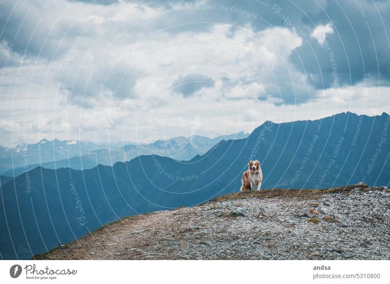 Australian Shepherd in den Alpen beim wandern Hund Berge u. Gebirge Tierporträt Haustier Farbfoto Außenaufnahme Rassehund niedlich red merle hütehund Urlaub