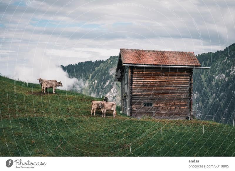 Kühe vor einer Hütte in den Bergen Kuh Sommer Alpen Landschaft Idylle ruhig Berge u. Gebirge grün Natur Wolken Ferien & Urlaub & Reisen wandern Außenaufnahme