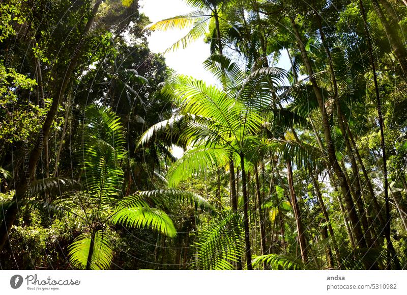 Regenwald palmen grün Ferien & Urlaub & Reisen Natur Sommer Außenaufnahme Palmenwedel exotisch Pflanze Himmel Palmendach Froschperspektive