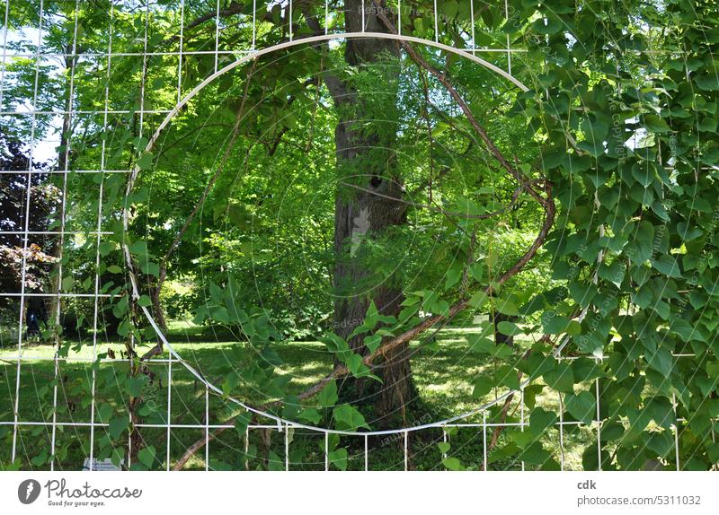 Blick ins Grüne | Baum im Fokus | Umwelt- und Naturschutz. Landschaft Fenster Aussicht Durchblick Menschenleer Fensterblick Baumstamm Park Parkanlage Tourismus