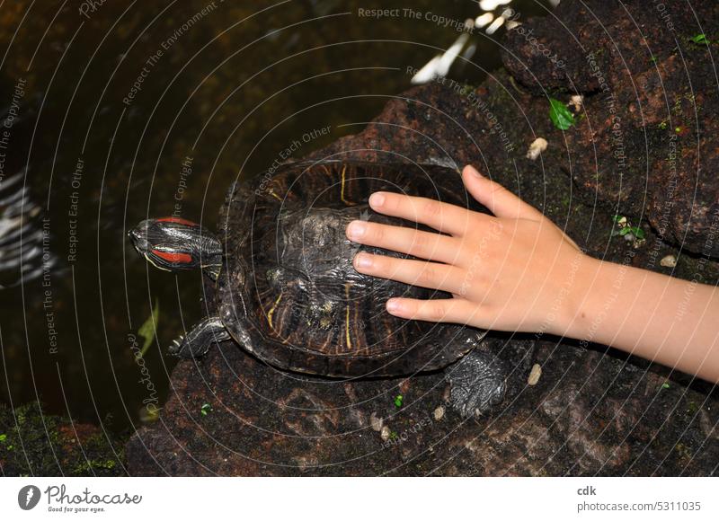 Kinderhand berührt den Panzer einer Wasserschildkröte | Begegnung | langsam und bedächtig unterwegs sein. Hand Finger fühlen spüren berühren tasten anfassen