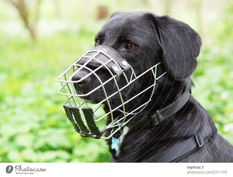 Schwarzer Hund mit Maulkorb, gefährlicher Labrador aggressiv bissig Sicherheit Schutz schwarz Gefahr Drahtmaulkorb Metall Achtung Vorsicht Giftköder Warnung
