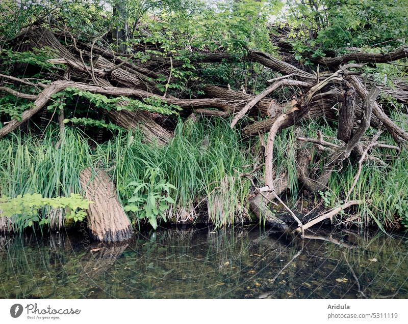 Viele umgestürzte Bäume am Seeufer Ufer Frühling Sommer Wasser Baum grün Wasseroberfläche Reflexion & Spiegelung friedlich Wald Ruhe Natur Idylle ruhig