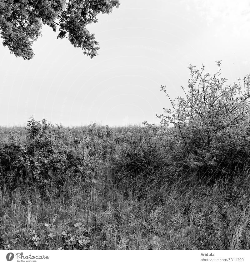 Autobahn-Grün in grau | Öder Ausblick aus dem Autofenster s/w Gras Hügel Strauch Zweige Feld Baum Busch Menschenleer Landschaft Himmel Zweige u. Äste Wiese