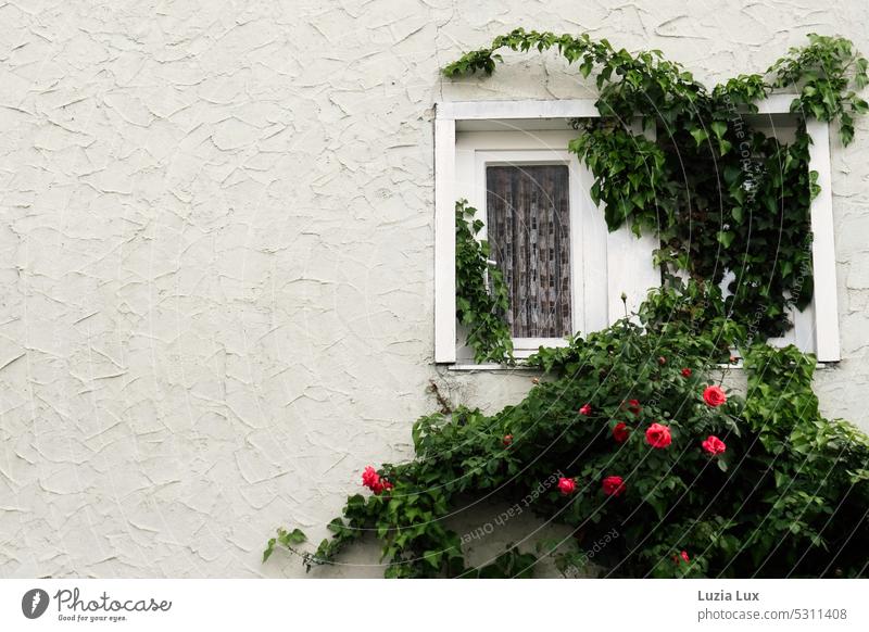 Wilde Kletterrosen vor einem Fenster mit weißer Gardine Fassadenbegrünung klettern rot Rosen verwunschen zugewachsen Spitze altmodisch romantisch frühlingshaft