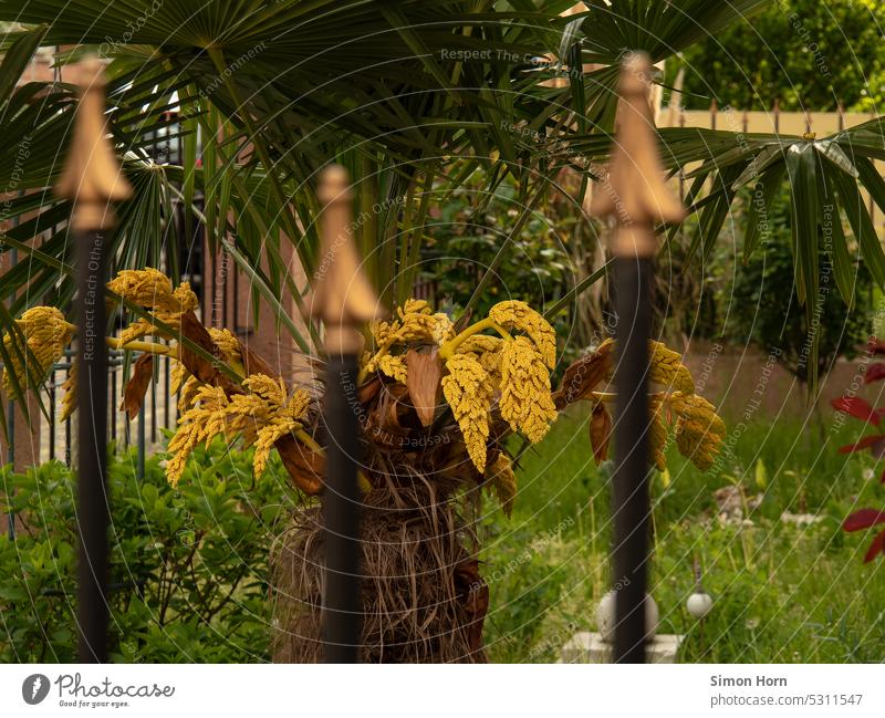 Vorgarten mit Gold Gartenzaun Pfeil nach oben Zaun Einrichtung individuell Individualität Statussymbol Palme auffällig Oase Abgrenzung