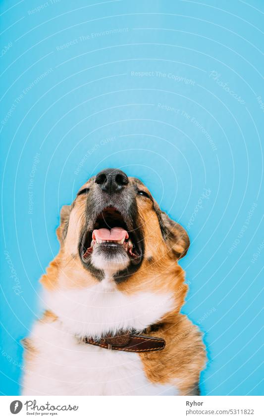 Porträt eines Mischlingshundes, der niest und eine laufende Nase hat. Porträt eines Mischlingshundes mit offenem Maul, herausgestreckter Zunge und geschlossenen Augen. Erkältungskrankheiten und Allergien bei Haustieren Konzept. Isoliert auf blauem Hintergrund