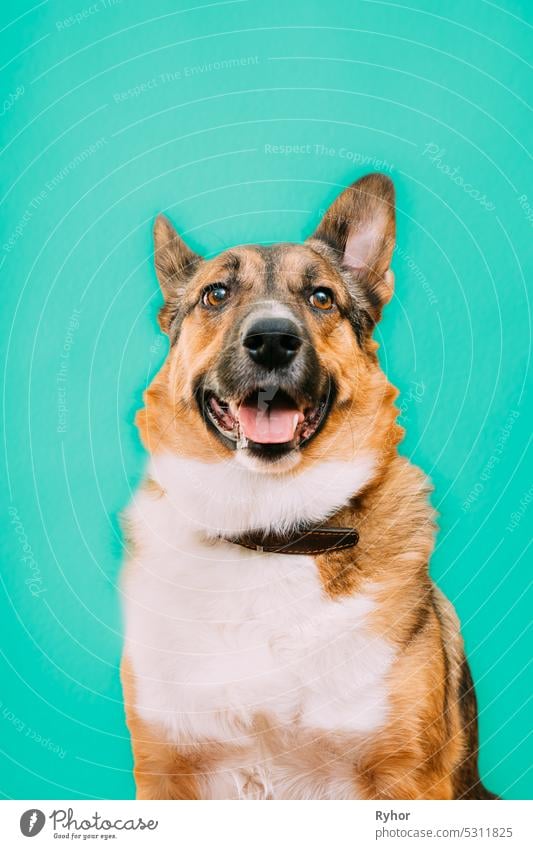 Porträt eines lustigen Mischlingshundes mit offenem Maul, der seine Zunge herausstreckt. Mischlingshund Nahaufnahme Porträt. Isoliert auf türkisblauem Hintergrund