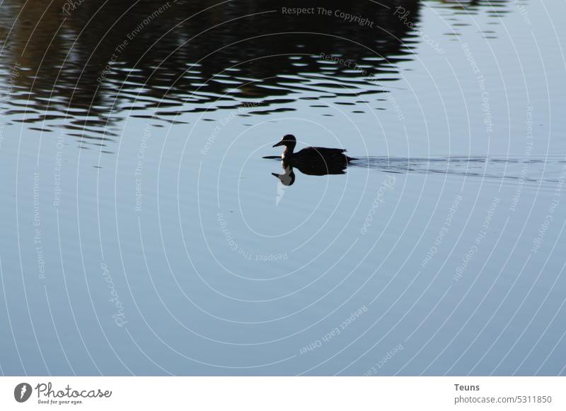 Ente auf einem Teich Wasser Vogel Schwimmen & Baden Natur Entenvögel Tier