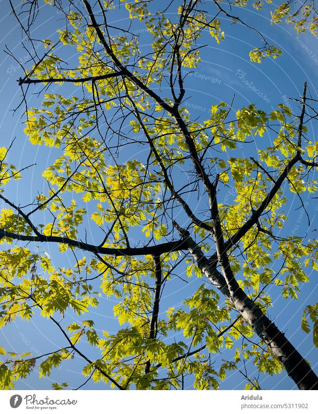 Frühlingseiche Eiche Baum Blätter Sonne Licht junger Baum Zweige u. Äste Pflanze Himmel grün blau