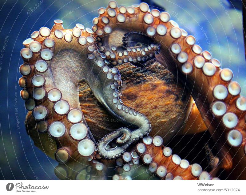 Ein Krake haftet am Glas seines Aqariums und sieht aus, als wolle er Verstecken spielen Weichtier Tintenfisch Saugnäpfe Aquarium Tier Meerestier exotisch