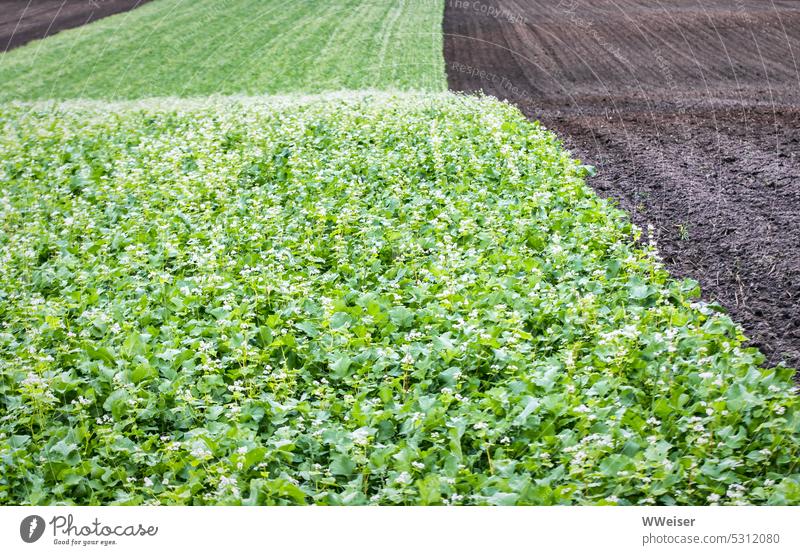 Ich glaube, auf diesem Feld wachsen Kartoffeln Pflanzen Nutzpflanze Nutzpflanzen anbauen Landwirtschaft Anbau bestellen Ernte Herbst gedeihen