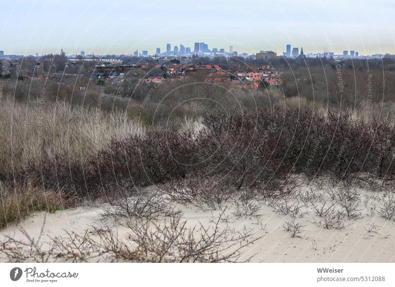 In der Ferne hinter dem Gestrüpp erhebt sich die Silhouette von Den Haag Küste trist karg struppig Gebüsch Winter reduziert flach Sand Niederlande Düne Nordsee
