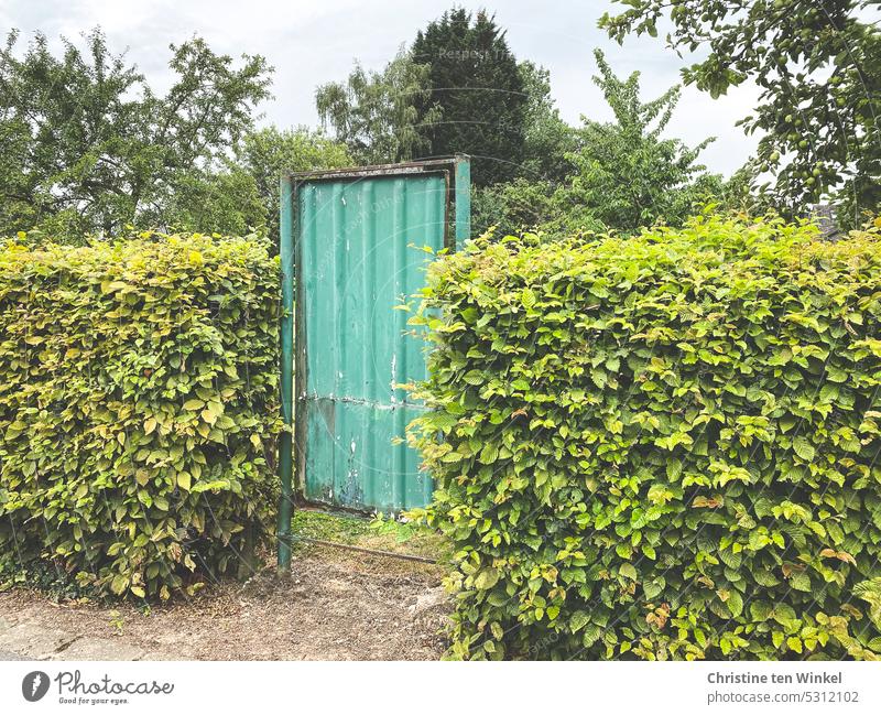 Ein altes und verrostetes grünes Gartentor versperrt den Zugang zum Garten Hecke Tor Eingang Durchgang Bäume altes Gartentor geschlossen Sicherheit Barriere