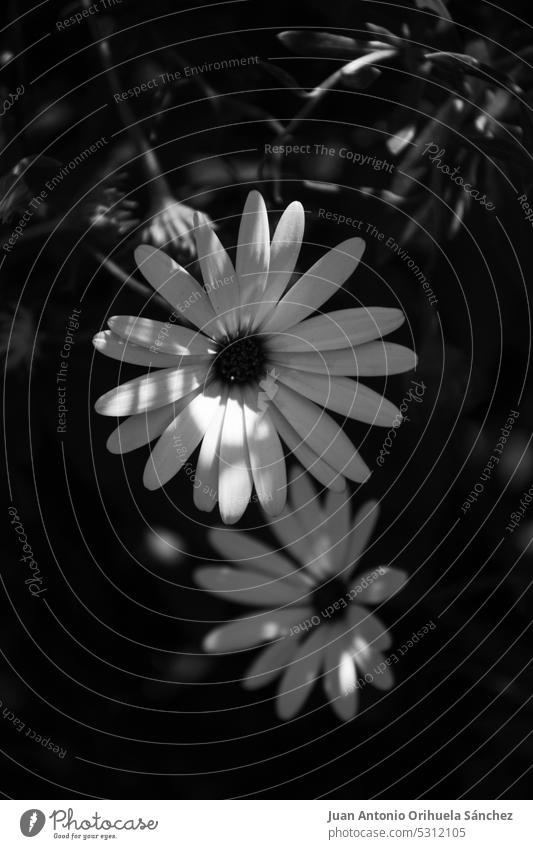 Schwarz-Weiß-Bild von Gänseblümchen in Nahaufnahme Feldblume umgebungsbedingt Schönheit Natur Blütezeit Tierwelt Sommerzeit im Freien blüht Park ländlich