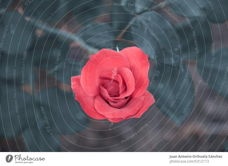 Schöne Wildblumen schmücken Parks und Gärten Roséwein rosa rot Feldblume umgebungsbedingt Schönheit Natur Blütezeit Tierwelt Sommerzeit im Freien blüht ländlich