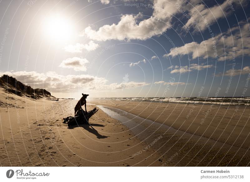 großer brauner Hund der Rasse Rhodesian Ridgeback bei Sonnenschein am Strand mit fliegenden Ohren stehend auf einer Baumwurzel