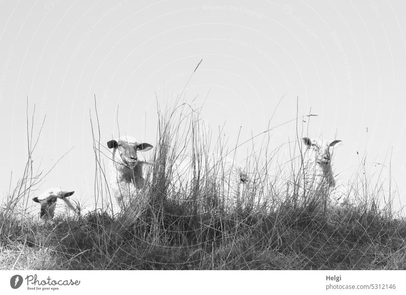 grau in grau | Schäfchen auf dem Deich Tier Schaf Nutztier Gras Himmel stehen schauen Blick Wiese Natur Außenaufnahme Sommer Schafherde Tiergruppe Weide