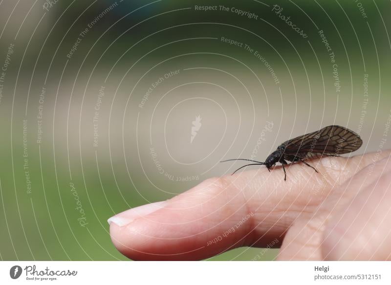 Köcherfliege auf einem Finger Insekt Tier Neuflügler Trichoptera Neoptera bestandsgefährdet Außenaufnahme Nahaufnahme Hand Fühler Flügel klein zart