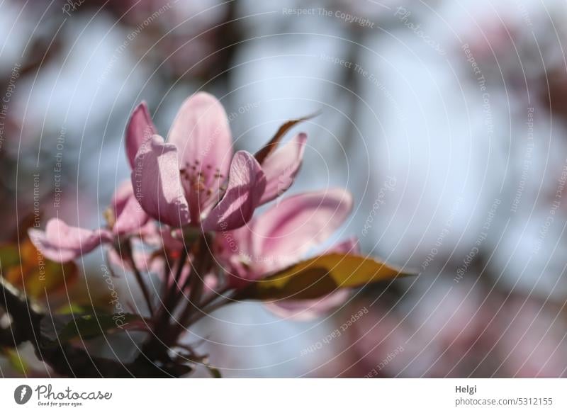 Blüte der Blutpflaume im Gegenlicht Kirschpflaume rotlaubig Blatt Ziergehölz Nigra Strauch Baum Zweig blühen Licht Schatten rosa Blütenblatt Frühling Natur