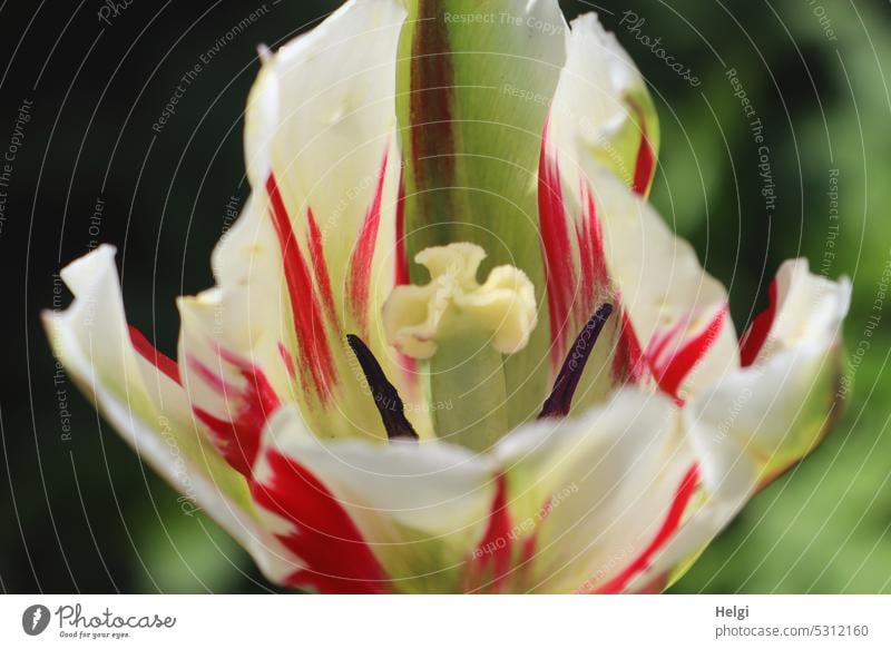 Nahaufnahme einer weiß-roten Tulpe Pflanze Blume Blüte Bkütenblatt Staubgefäße Makroaufnahme Frühling Detailaufnahme Blütenblatt Pollen Farbfoto Blühend