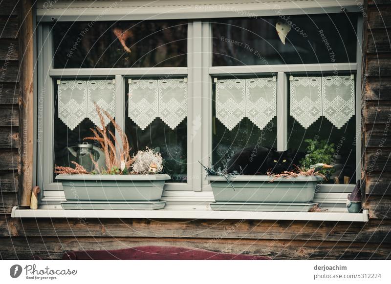 Fränkische Idylle.  Schicke alte Gardinen. Blumenkästen vor dem Fenster und als Schmankerl liegt eine schwarze Katze darin und schaut mit großen Augen zum Fotografen.