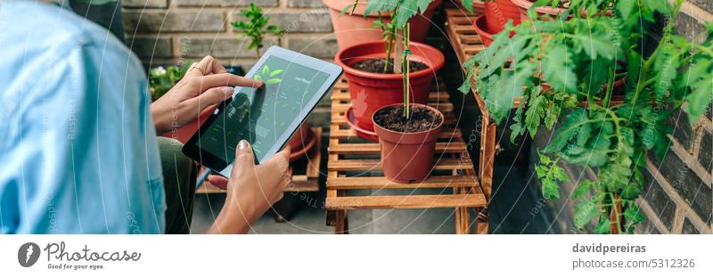 Frau nutzt Garten-App mit künstlicher Intelligenz zur Pflege von Pflanzen im städtischen Garten auf der Terrasse Gärtner unkenntlich Anwendung ai urban Tablette