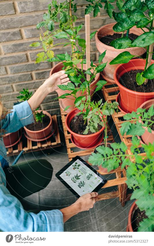 Frau nutzt Garten-App mit künstlicher Intelligenz zur Pflege von Pflanzen im städtischen Garten auf der Terrasse unkenntlich Gärtner urban ai Anwendung Tablette
