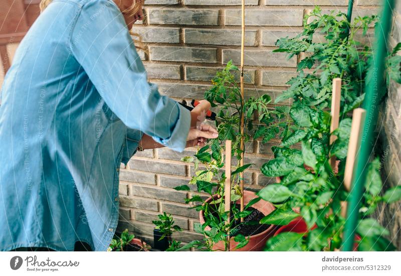 Unbekannte Gärtnerin benutzt eine Gartenschere, um die Blätter eines städtischen Gartens auf der Terrasse zu beschneiden unkenntlich Frau benutzend Beschneidung