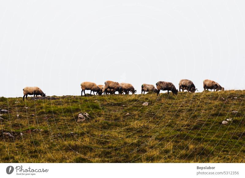 Die gemischte Schaf- und Ziegenherde weidet auf einer Wiese entlang des Jakobsweges französische Pyrenäen Hausziege Nebel camino de santiago Rance Hupe Weide